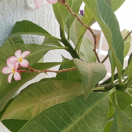 קלמאקי Alexia'S Houses מראה חיצוני תמונה