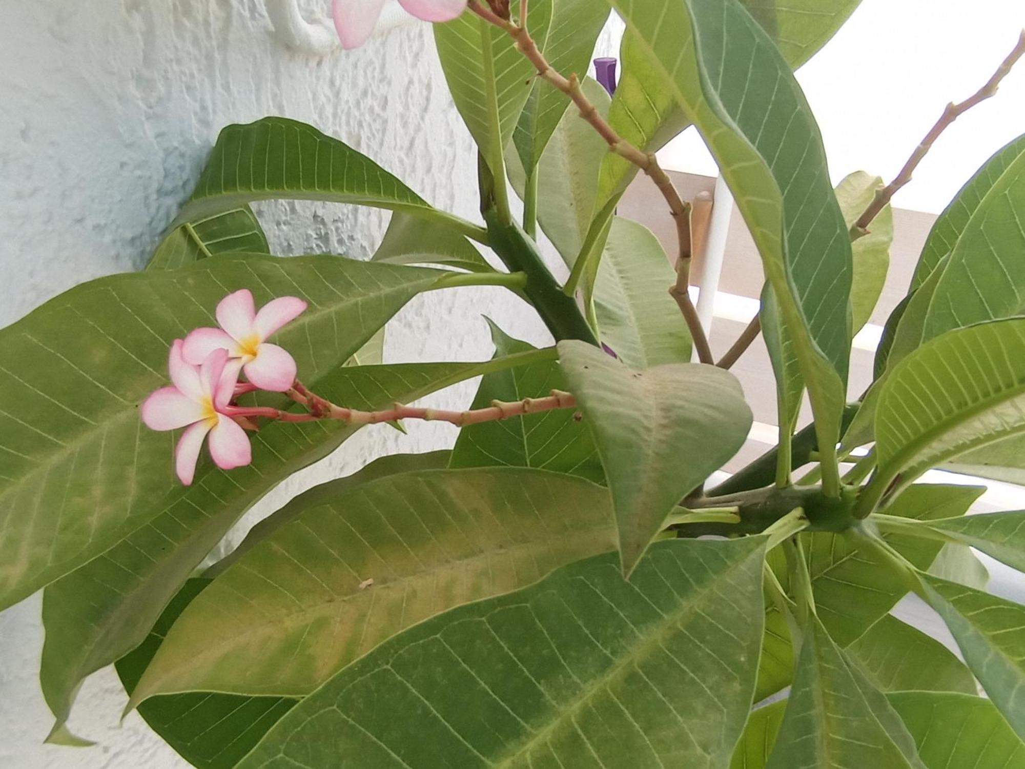 קלמאקי Alexia'S Houses מראה חיצוני תמונה